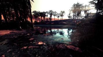 Colorful scene with a palm tree over a small pond in a desert oasis video