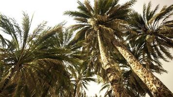parte inferior da árvore de cocos com céu claro e sol brilhante video