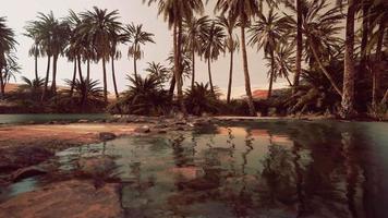 Colorful scene with a palm tree over a small pond in a desert oasis video