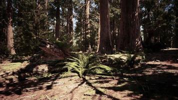 Early morning sunlight in the Sequoias of Mariposa Grove video