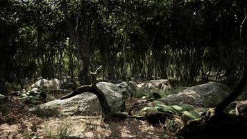 radici di un albero in una foresta nebbiosa video