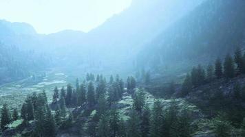 foresta di pini che cresce sulle montagne video