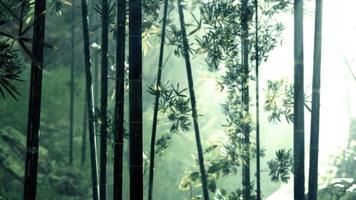 ambiente matutino en un bosque de bambú video