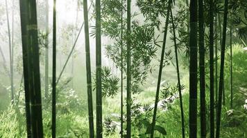 floresta de bambu asiática com clima de neblina matinal video
