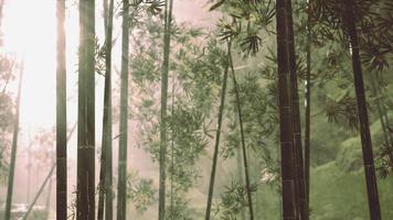 floresta de bambu asiática com clima de neblina matinal