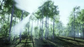 Panorama of birch forest with sunlight video
