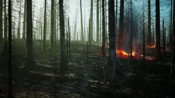 Forest fire with fallen tree is burned to the ground video