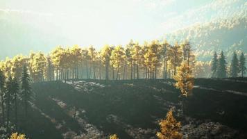 bellissimo paesaggio di una foresta gialla e verde dorata video