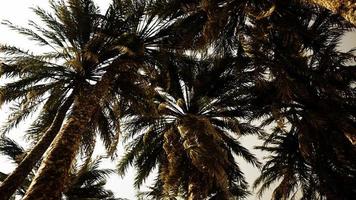 Underside of the coconuts tree with clear sky and shiny sun video