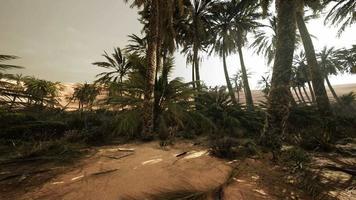 le sentier de l'oasis de palmiers est l'une des nombreuses randonnées populaires dans le parc national video
