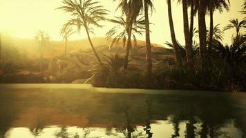 Colorful scene with a palm tree over a small pond in a desert oasis video