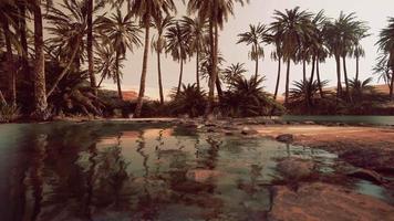 Colorful scene with a palm tree over a small pond in a desert oasis video