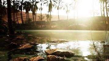 Colorful scene with a palm tree over a small pond in a desert oasis video