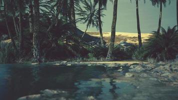 escena colorida con una palmera sobre un pequeño estanque en un oasis en el desierto video
