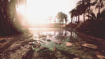 escena colorida con una palmera sobre un pequeño estanque en un oasis en el desierto video