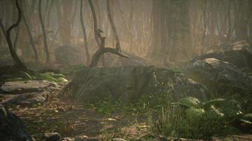 Roots of a tree in a misty forest video