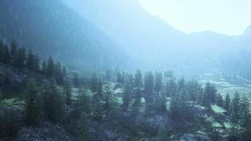 Alpi svizzere con prato alpino verde su una collina e circondato da boschi video