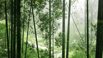 Ambiance matinale dans une forêt de bambous video