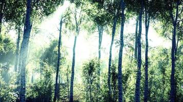 Panorama of birch forest with sunlight video