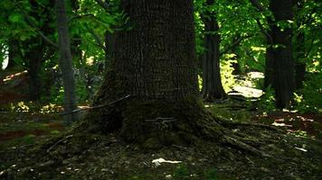 vista detallada de cerca en una textura de suelo forestal con musgo video