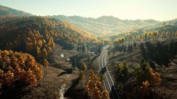 majestueuze bomen met zonnige balken in de bergvallei video