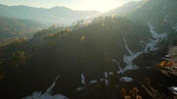 Yellow and green trees in autumn forest video