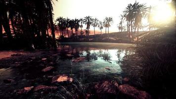 Colorful scene with a palm tree over a small pond in a desert oasis video