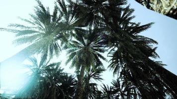 Underside of the coconuts tree with clear sky and shiny sun video