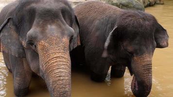 Feeding elephants in National park video