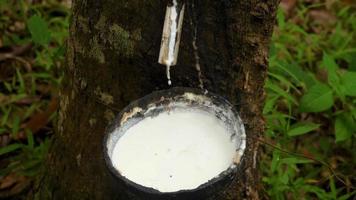 Milky latex extracted from rubber tree video