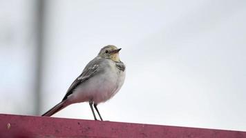 White wagtail -Motacilla alba- on a roof video