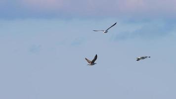 gaviotas volando en el cielo video