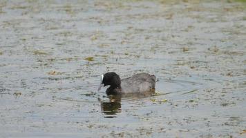 Coot swimming in pond video