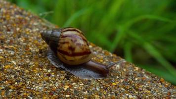 Garden snail crawling on pavement video