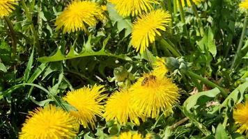 dientes de león amarillos florecientes. una abeja recogiendo miel en una flor. video