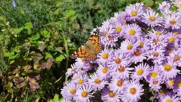 petits asters. papillon paon est assis sur une fleur. le jardin est en saison de floraison. fermer video