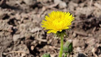 Blooming yellow dandelion close up video