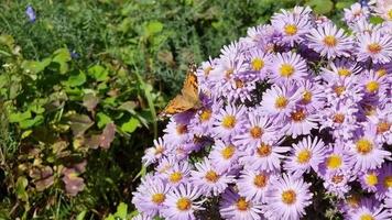 tagpfauenauge sitzt auf einer blume. Der Garten ist in der Blütezeit. kleine Astern. video