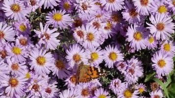 petits asters. papillon paon est assis sur une fleur. video