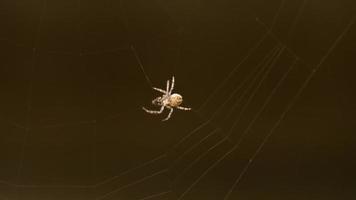 Spider weaves a web video