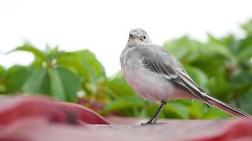 White wagtail -Motacilla alba- chick on a roof video