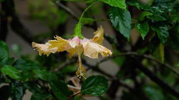 flor de hibisco rosa bajo la lluvia video