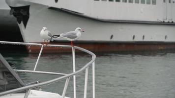 Two seagulls sitting on a boat railing video