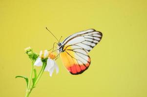 Beautiful butterflies in nature are searching for nectar from flowers in the Thai region of Thailand. photo