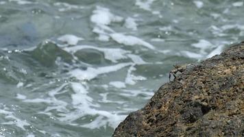 granchio sulla roccia in spiaggia video