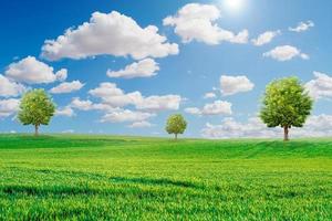 Beautiful trees in the meadow. onely tree among green fields, in the background blue sky and white clouds. Green tree and grass field with white clouds photo