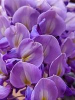 Lilac pink and purple flowers. photo