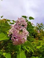 Lilac pink and purple flowers. photo