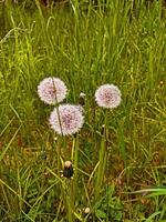 3 dandelions in a grass, close up photography. photo