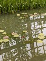 Lake with leaves in front of green grass photo